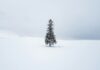 A lone tree stands alone in a snowy field