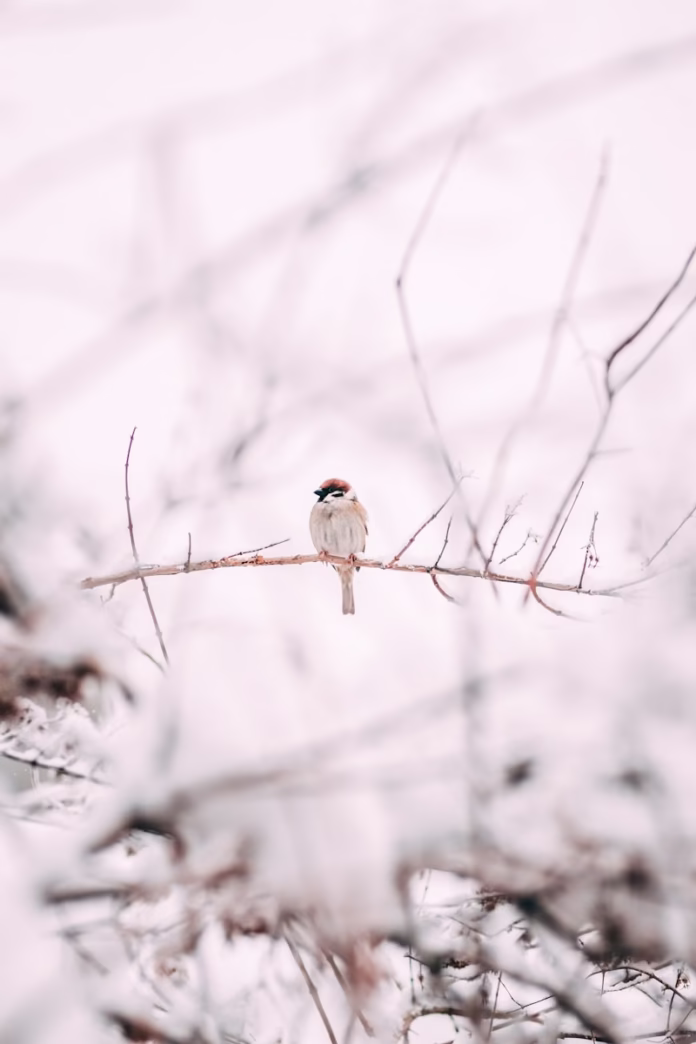 Photo by Christian Søgaard brown sparrow on tree branch